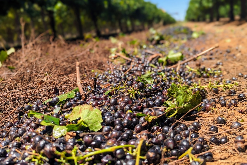 Red wine grapes dumped by a harvester onto the red dirt in a vineyard under a blue sky
