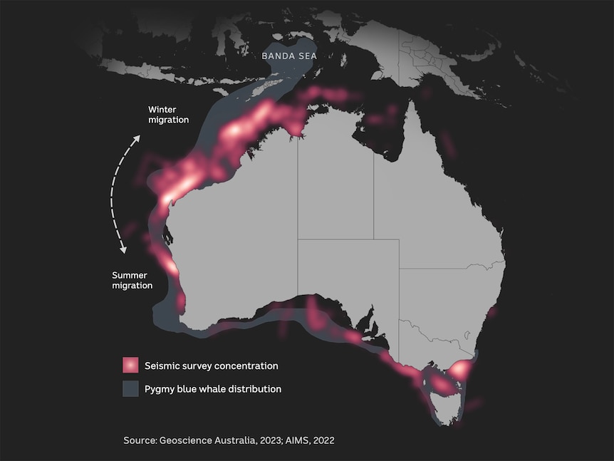 Map of historical seismic surveying and pygmy blue whale migration along the Australian coastline.