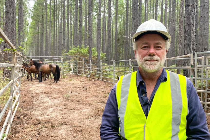 Man in hard hat in forest with brumbies in background