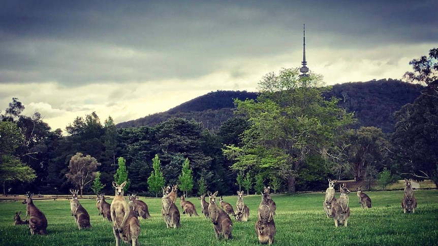 Kangaroos on lawn.