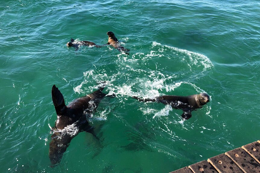 Seals swimming around Chinaman's Hat on Port Phillip Bay.