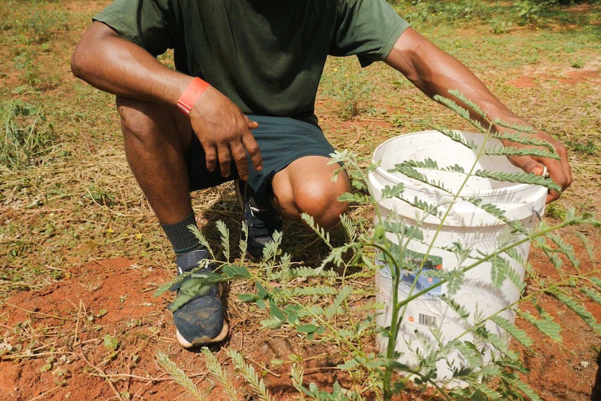 A young prisoner pictured from the chest down,  planting a tree.