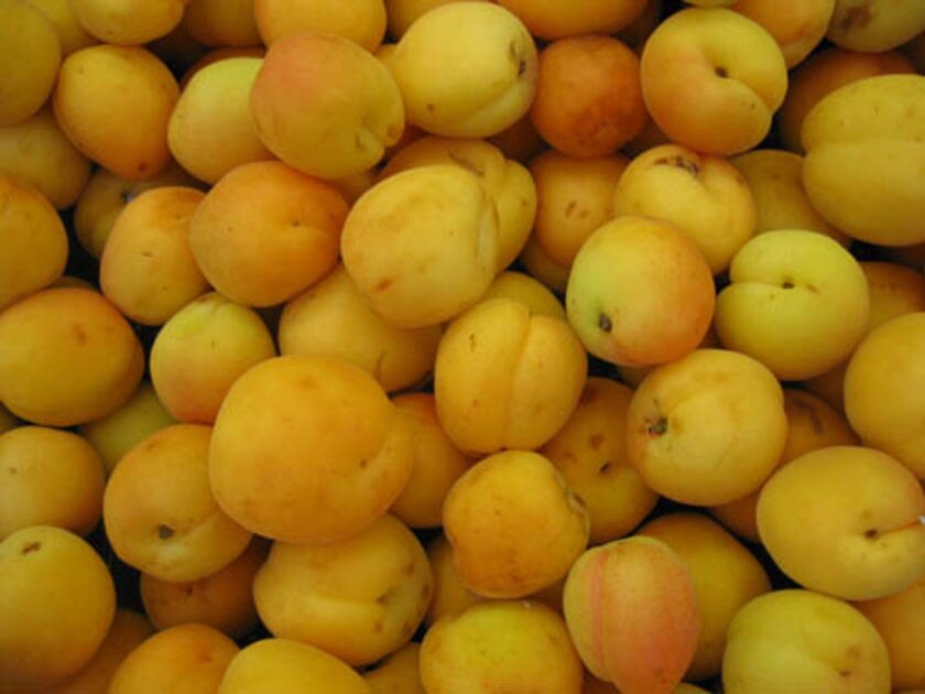 Жердела фото фрукта Абрикос Жердела, морозостойкий, съедобный, медонос семена купить недорого