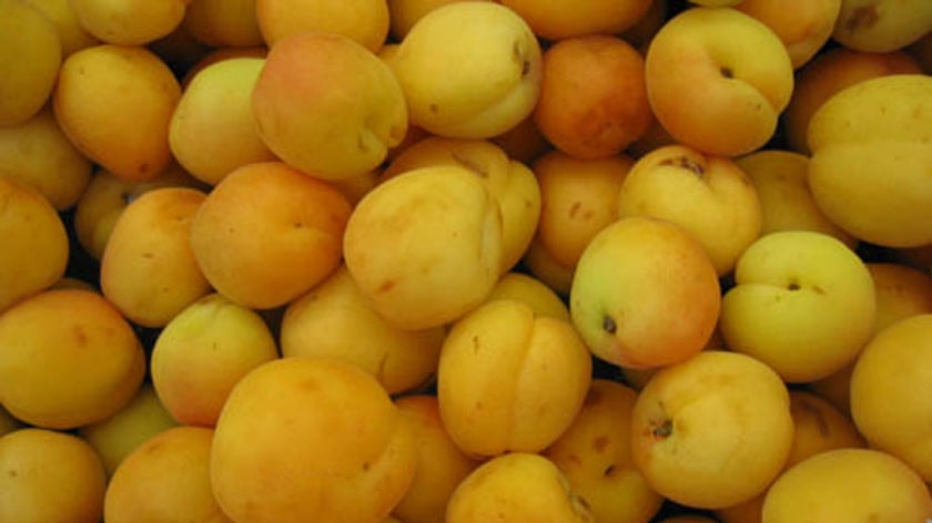 Жердела фото фрукта Жердела фото фрукта