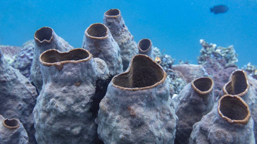 sea sponges on the sea floor