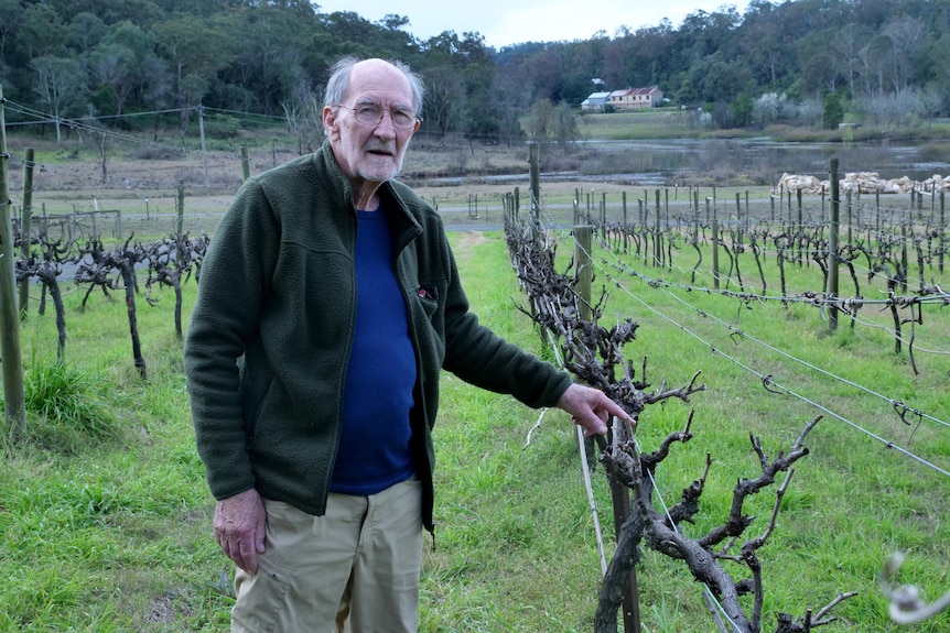 Elderly man standing in a vineyard