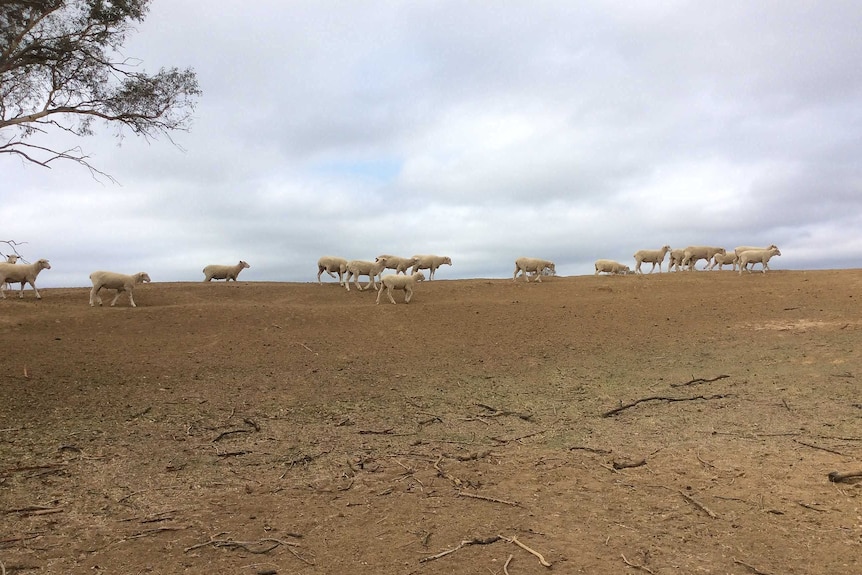 Sheep walking in a dry, drought-affected paddock