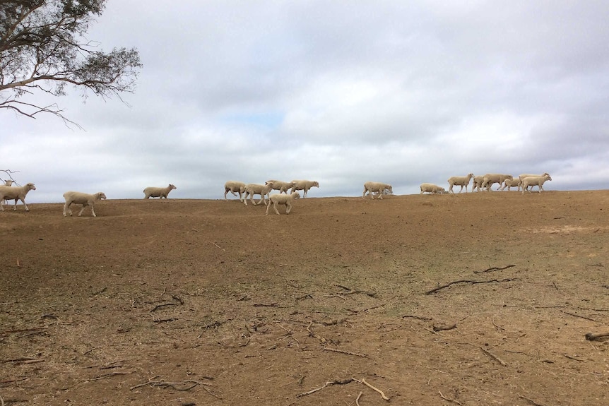 Sheep walk on black dirt.