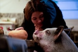 A teenager leans down to speak to a pig, which has put its hooves up on the kitchen counter to sniff a pumpkin