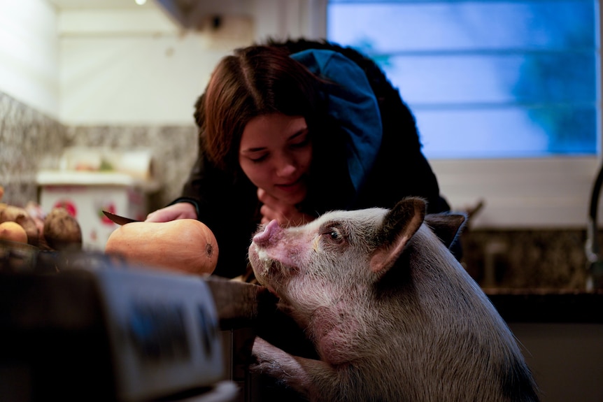A teenager leans down to speak to a pig, which has put its hooves up on the kitchen counter to sniff a pumpkin