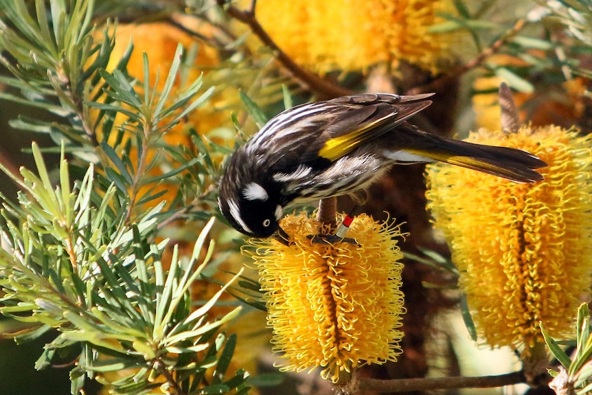 A New Holland Honeyeater feeds on a callistemon, commonly known as a bottlebrush in story about garden maintenance advice.