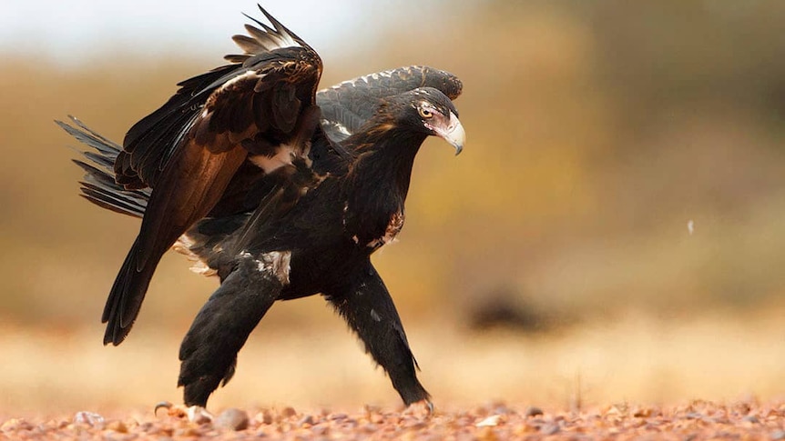 A wedge-tailed eagle strides with it's wings splayed.