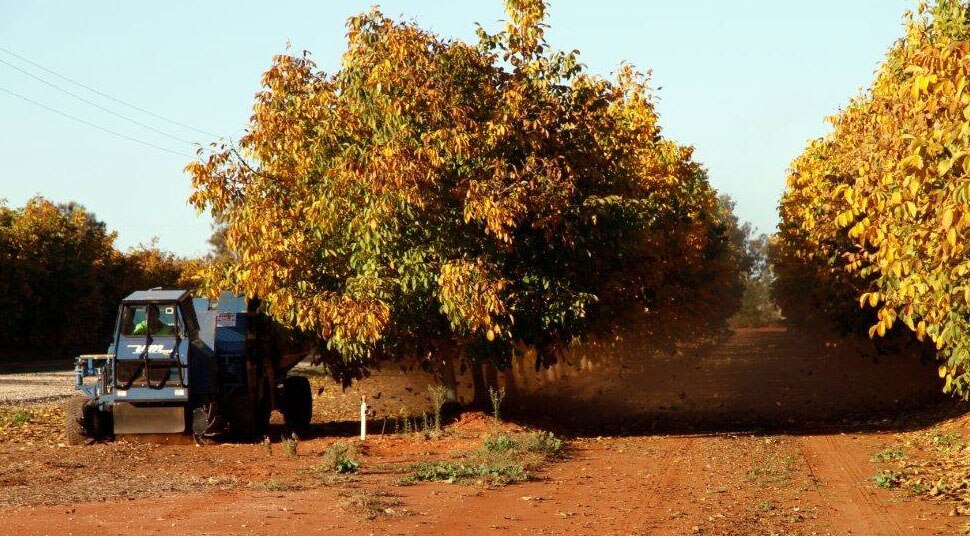 Australian walnuts setting a cracking pace as demand skyrockets ABC News