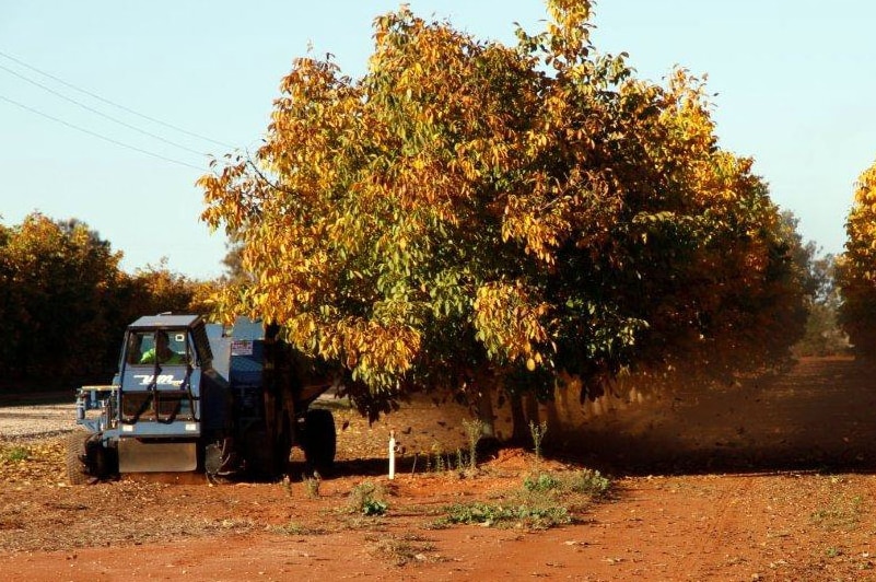 Machine picking up fallen walnuts at Leeton, NSW in June 2014.