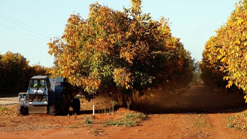 Machine picking up fallen walnuts at Leeton, NSW in June 2014.