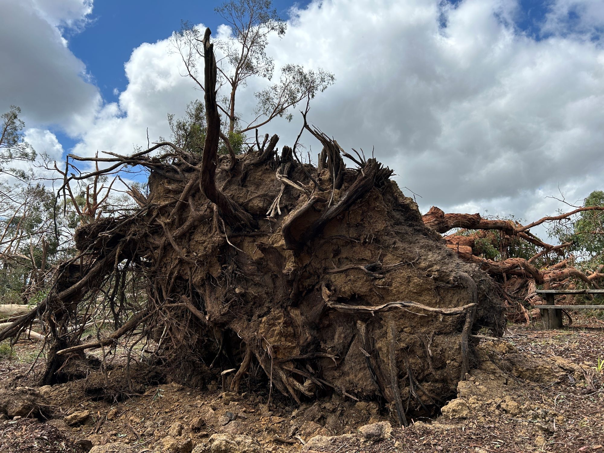 The roots of a gum tree, felled by winds, dwarf a nearby picnic bench. 