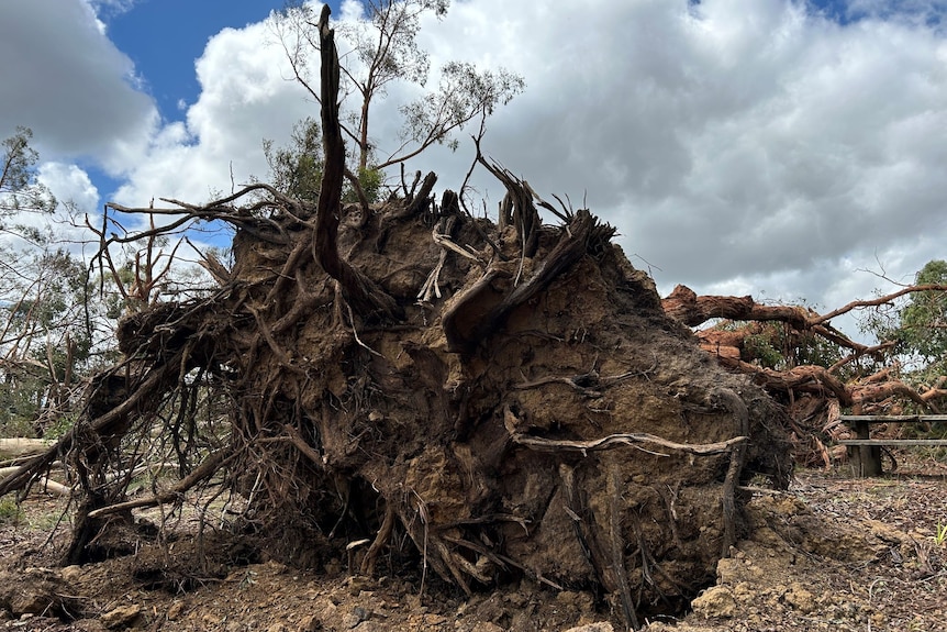The roots of a gum tree, felled by winds, dwarf a nearby picnic bench. 