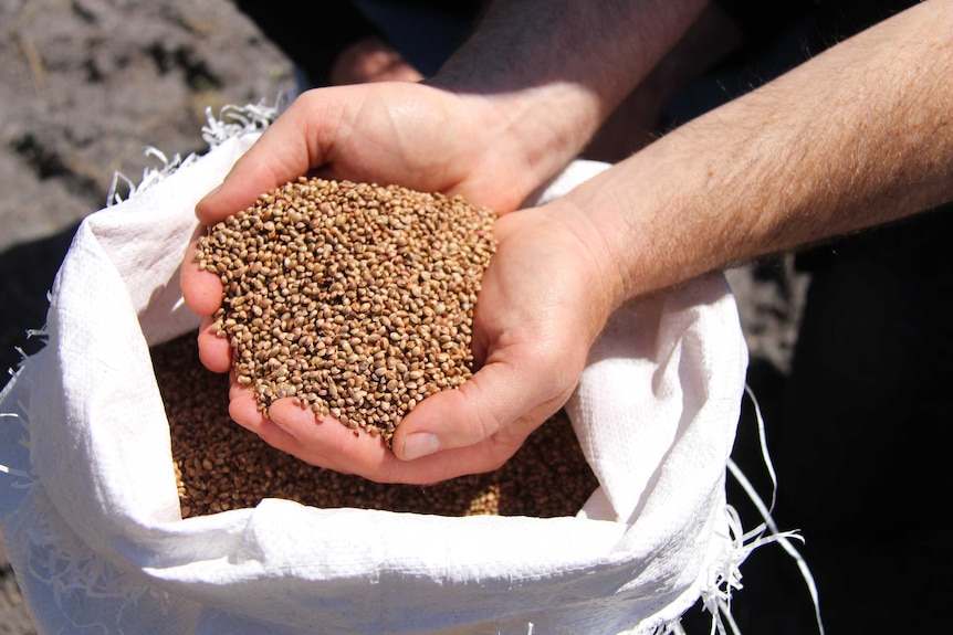 Hands holding cannabis seeds.