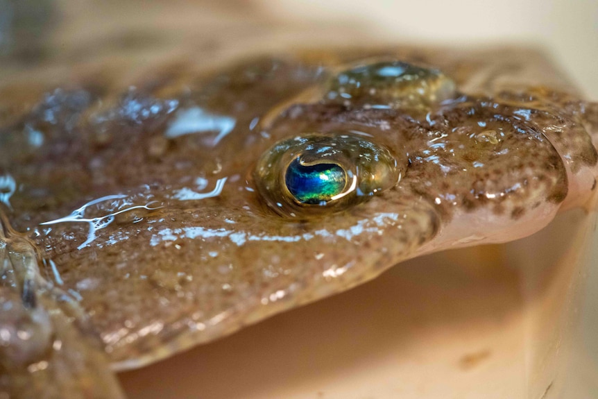 Close up of a colourful fish eye