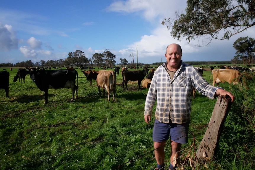 Мужчина стоит перед молочными коровами в загоне