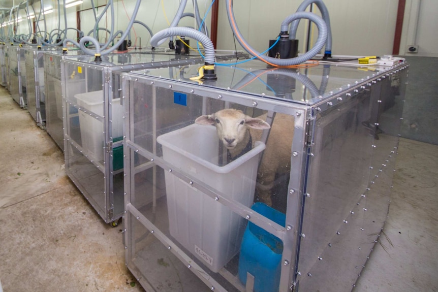 A sheep is contained in a transparent box while it eats.