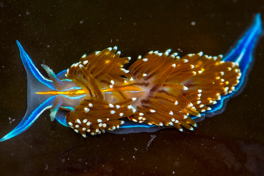 Hermissenda crassicornis