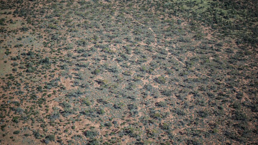 An aerial view of trees over remote WA.