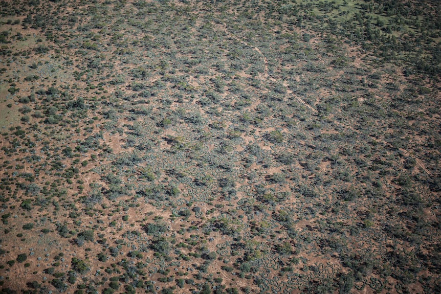 An aerial view of trees over remote WA.