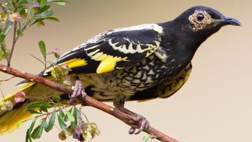 The critically endangered regent honeyeater.