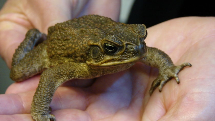 The toxic toads are killing lizards and snakes.