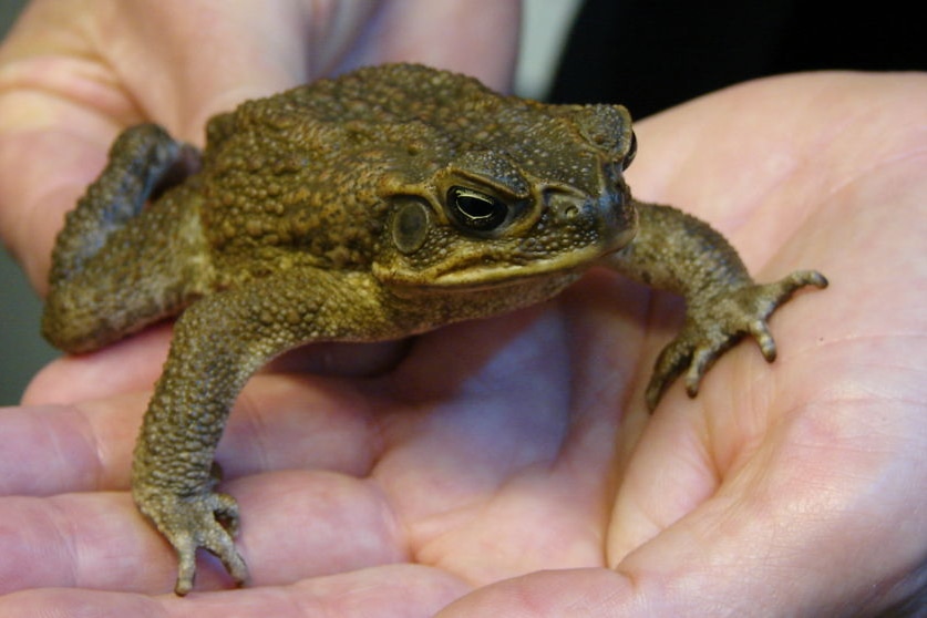 good generic pic of cane toad