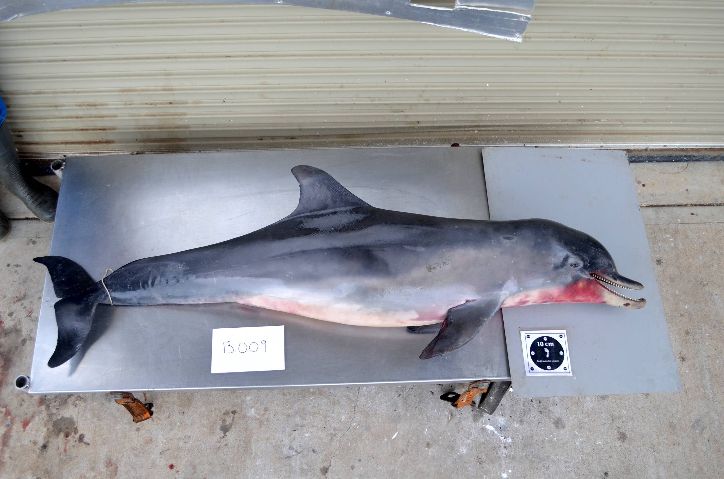 Why are the dolphins dying? ABC News