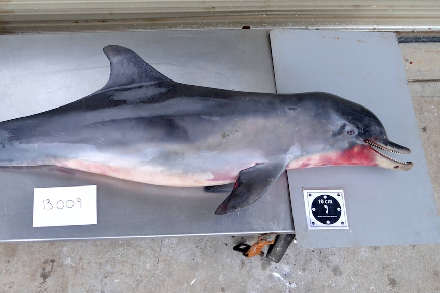 A dead dolphin lays on a metal bench