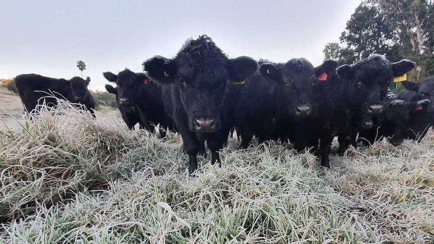 Cows with frost on their heads and backs standing in a frosty paddock.