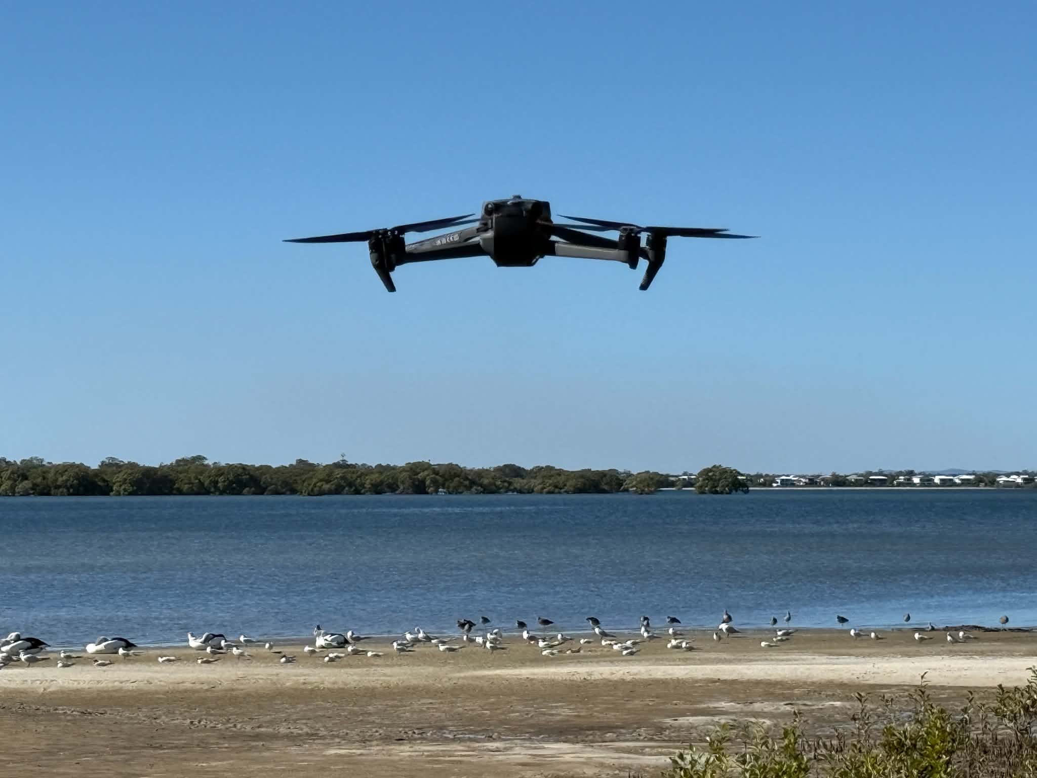 A drone flies near birds on the shoreline