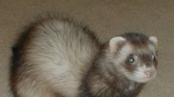 Central Coast Health defends its pest control measures after a patient was bitten by a wild ferret.