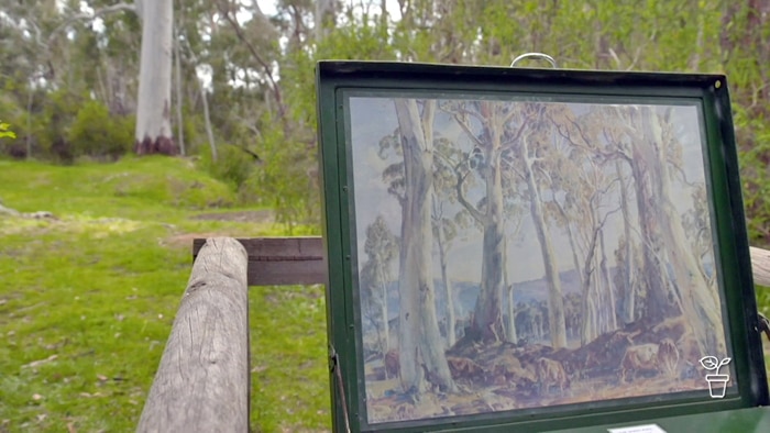 Painting outdoors showing scenery in front of bushland with tall, white-barked eucalyptus trees