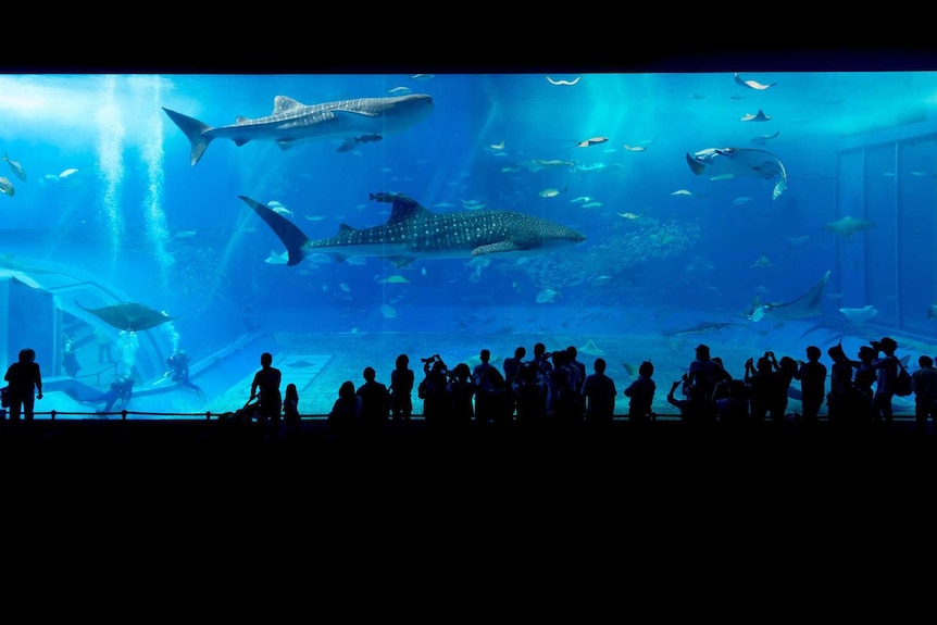 People observe large sharks in a big aquarium
