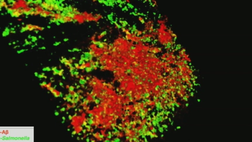 Amyloid encapsulates Salmonella