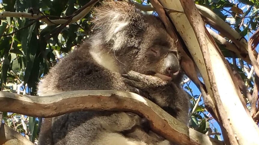 Close up of koala snoozing in tree