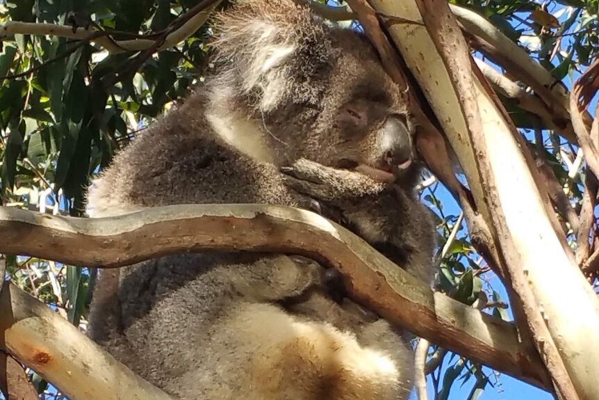 Close up of koala snoozing in tree