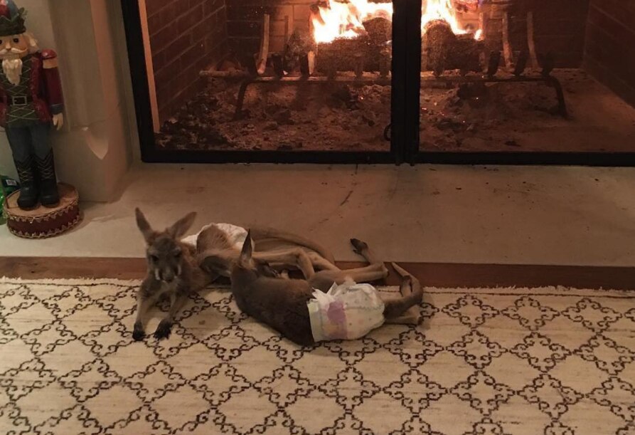 Country singer Luke Bryan under fire after kangaroo Christmas present ...