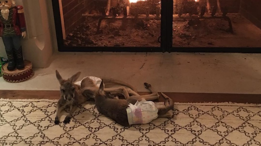Two joey kangaroos wearing nappies in front of a fireplace.