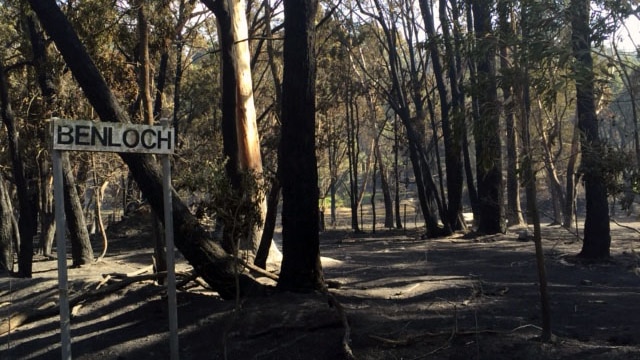 Benloch trees at Benloch with sign