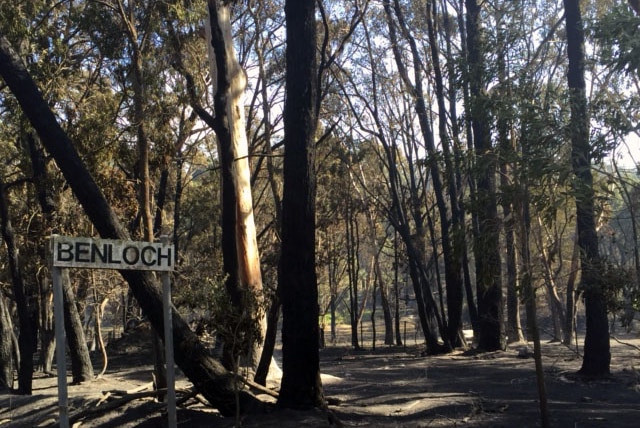 Benloch trees at Benloch with sign