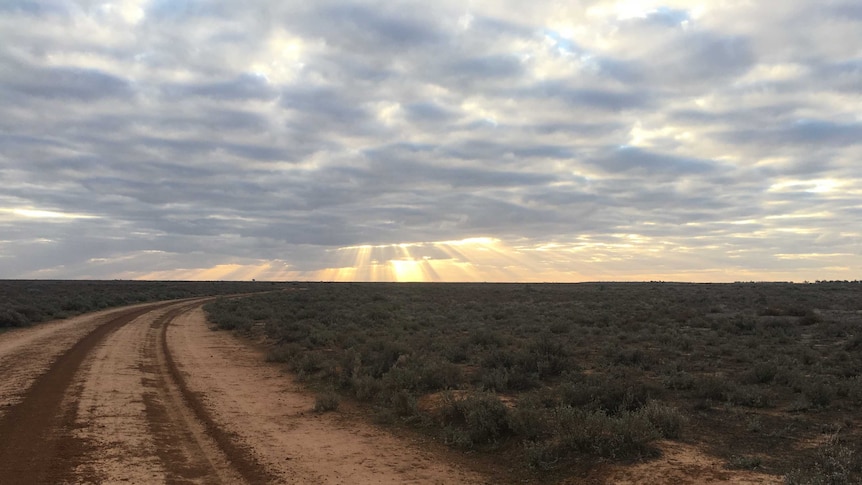 A landscape shot of a dry dusty road.