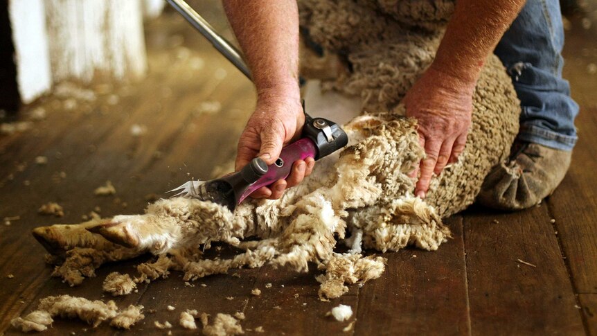 Sheep being shorn in Uralla