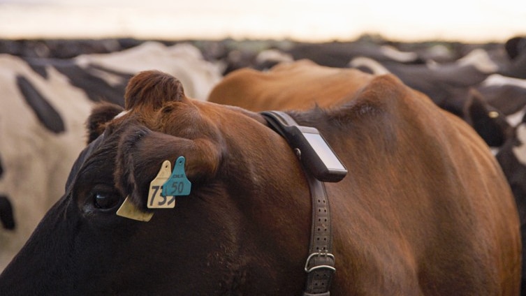 A cow stands in a her wearing a small device on a collar 