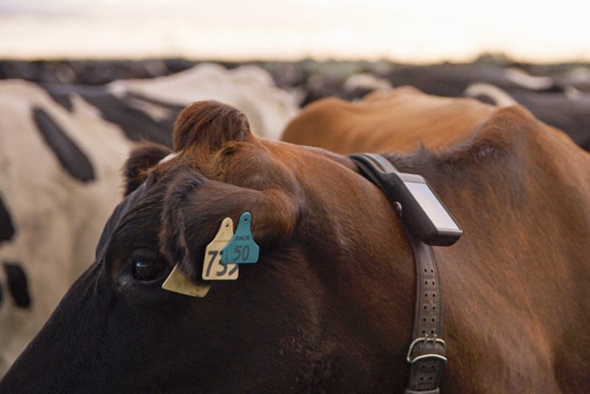 A cow stands in a her wearing a small device on a collar 