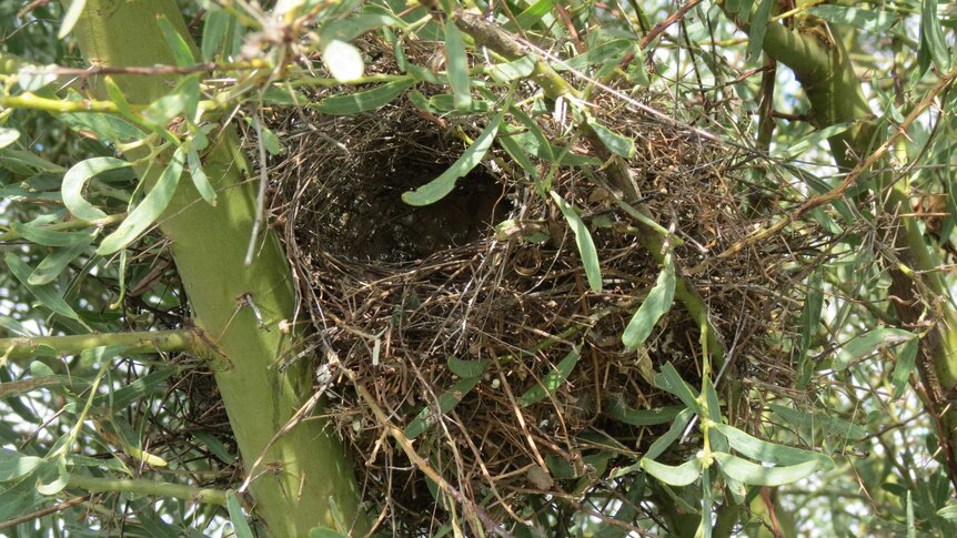 Zebra finch nest in prickly wattle